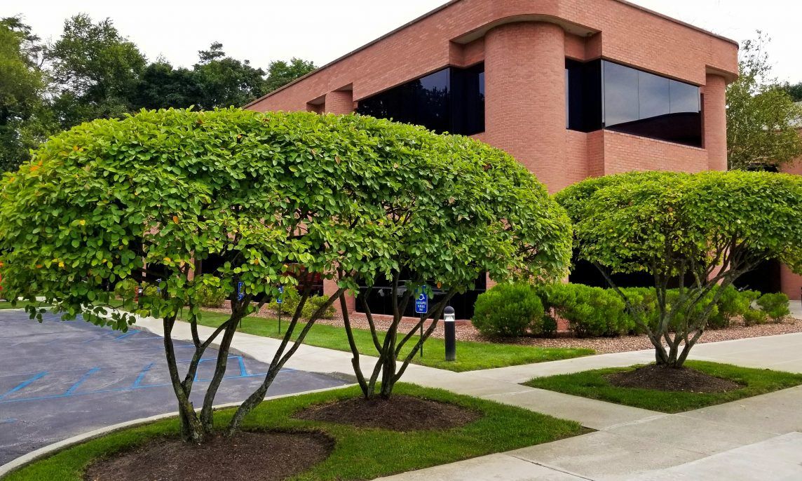 landscaped trees outside business