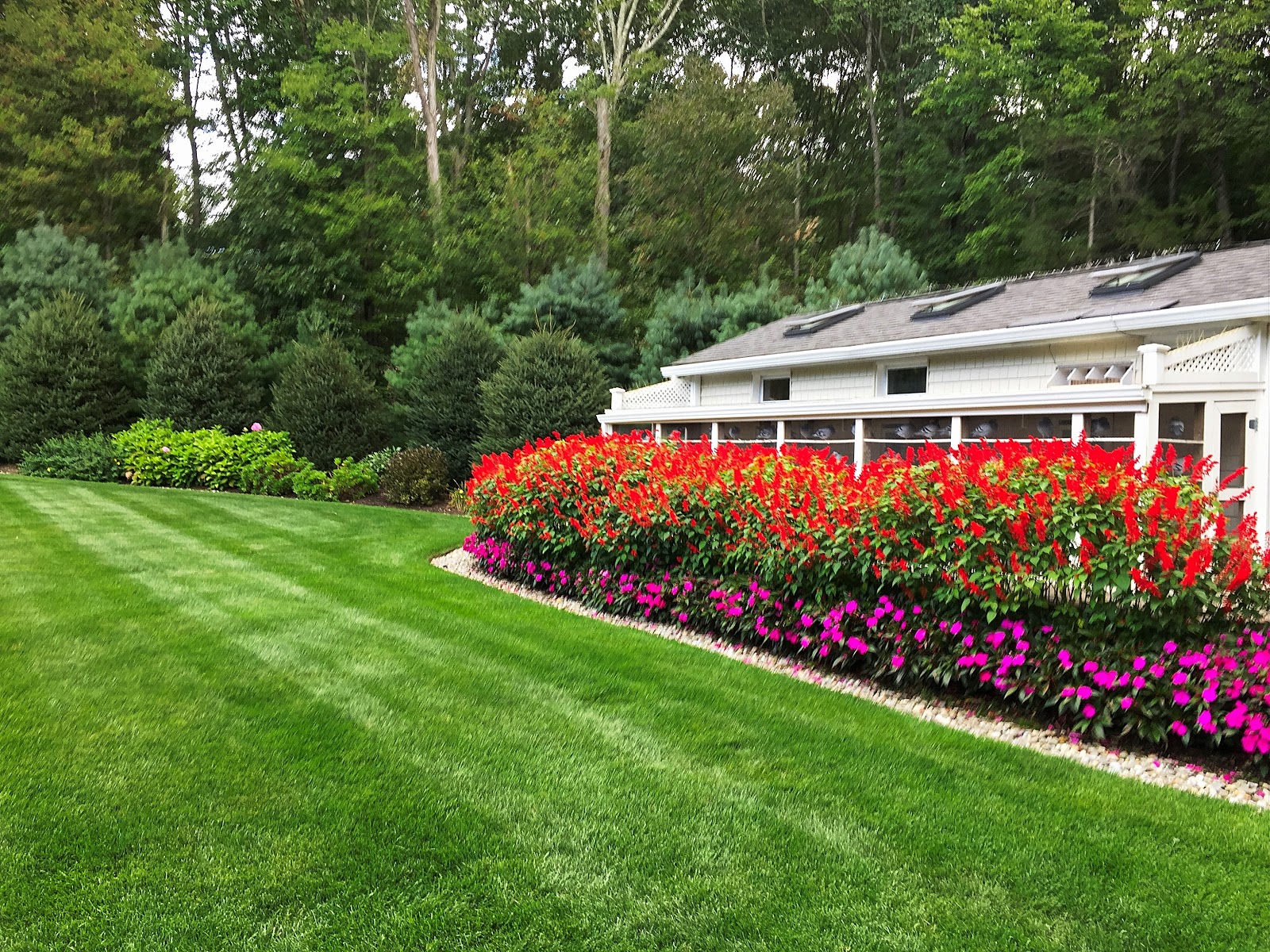 Water Overseeded Lawn