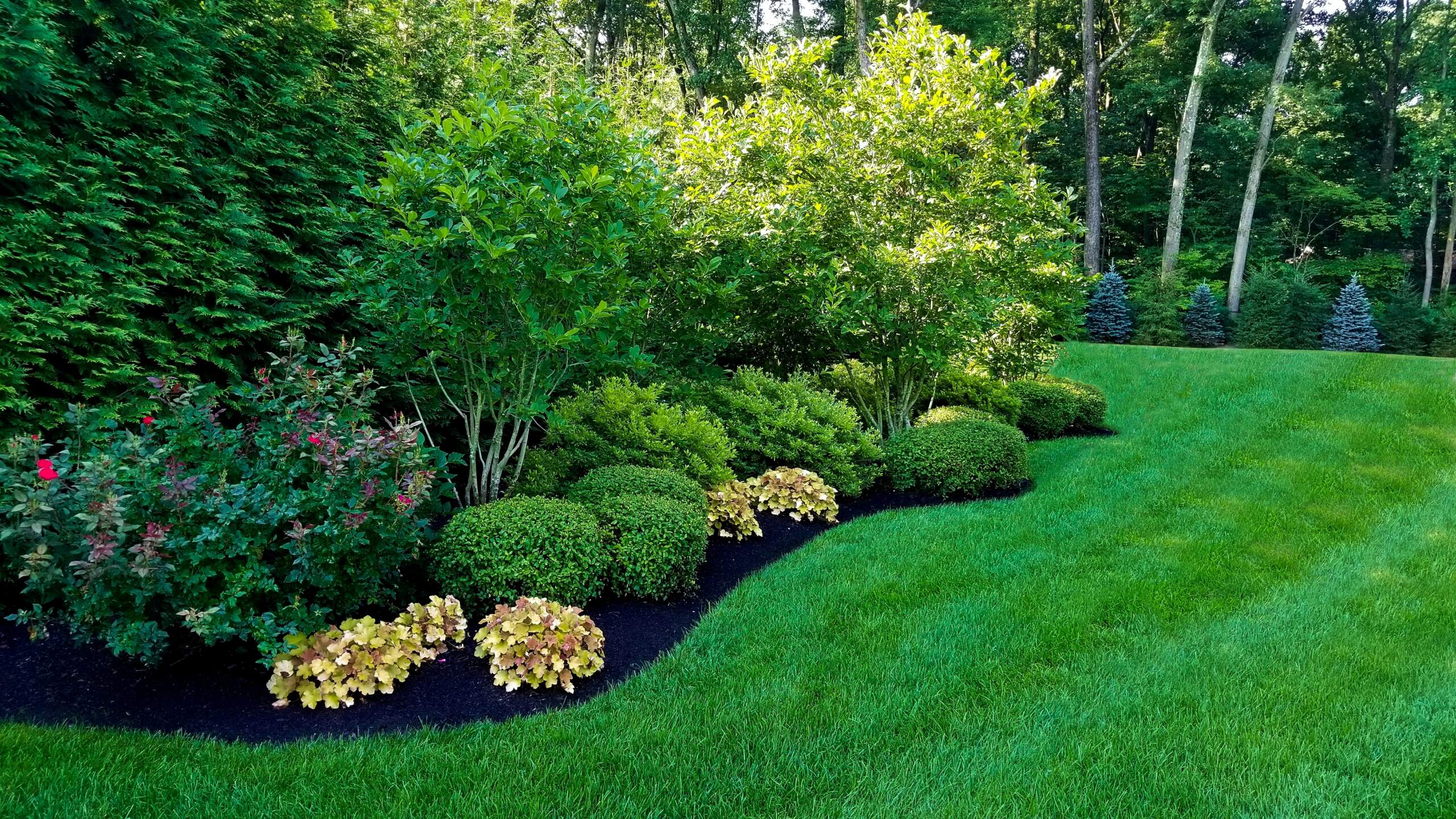 comprehensive lawn care service analyzes and evaluates the health and condition of all outdoor plant life on your property