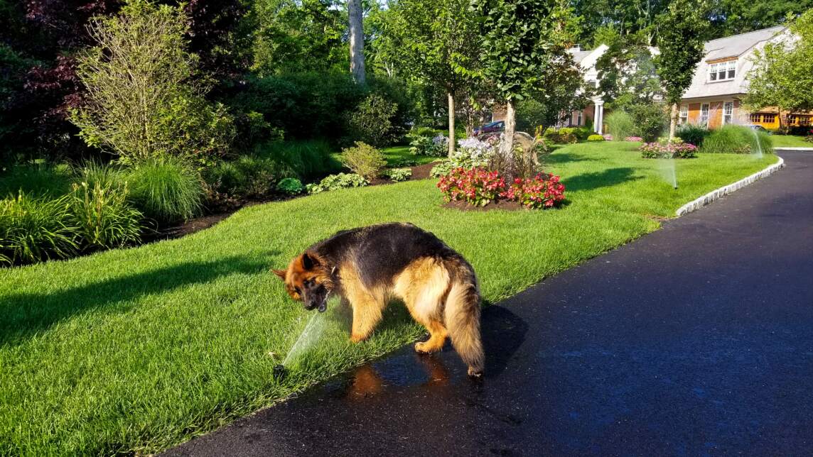 A large, fluffy German Shepherd dog drinking water from a sprinkler and irrigation system installed by Neave Group on a sunny day. 