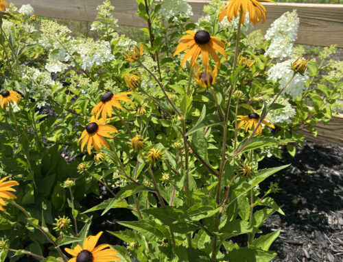 How Westchester County Homeowners Landscape for Fall