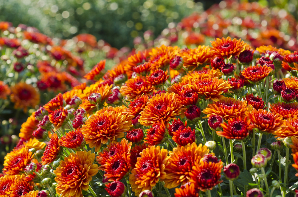 fall mums landscaping westchester