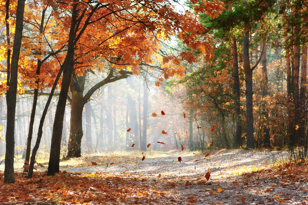 fall yard cleanup westchester 